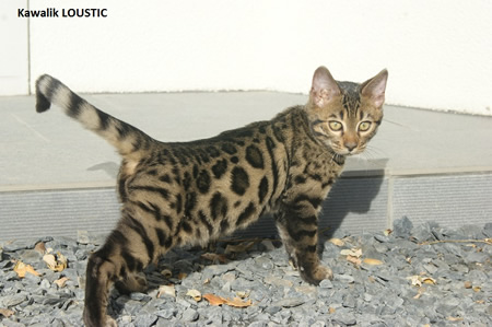 chaton brown rosetted